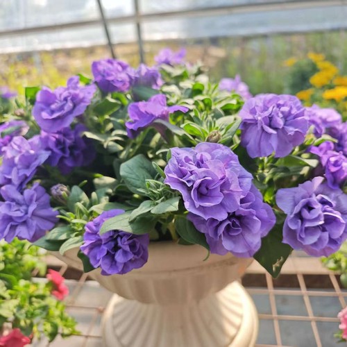 重瓣花衣黑珍珠成品盆栽非常美的