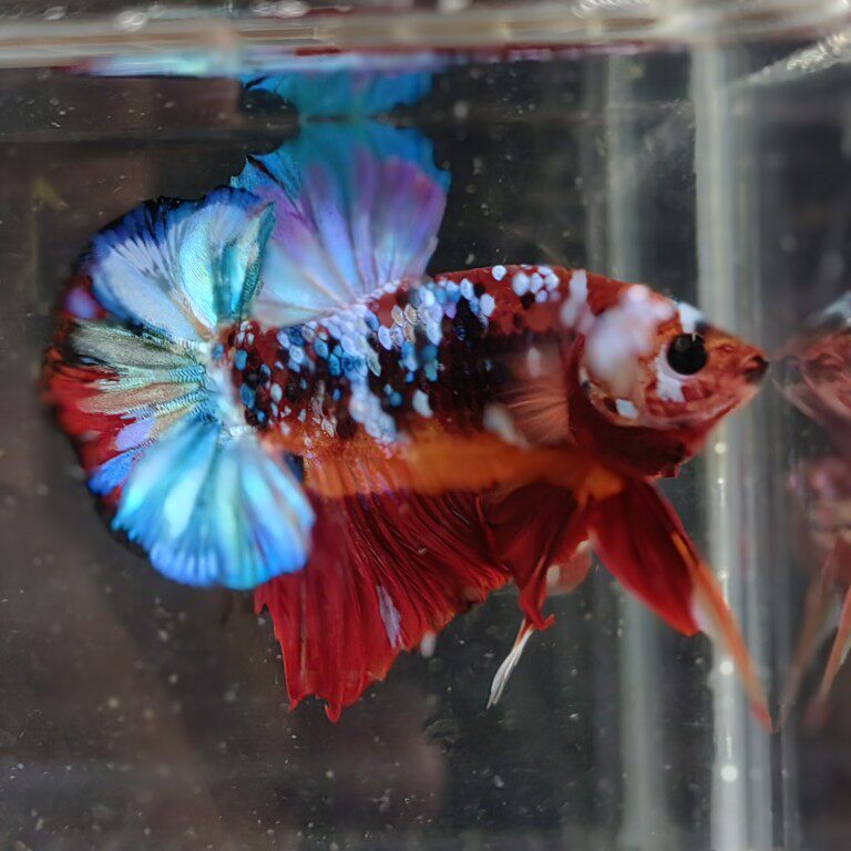 泰国将军斗鱼大理石青花星河糖果将军视频选鱼热带鱼观赏鱼