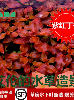 艾伦的水草造景紫红丁香水下叶红色系无需二氧化碳懒人增氧净水质