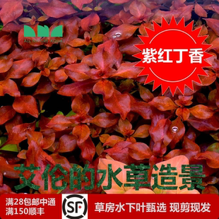 水草造景紫红丁香水下叶红色系无需二氧化碳懒人增氧净水质 艾伦