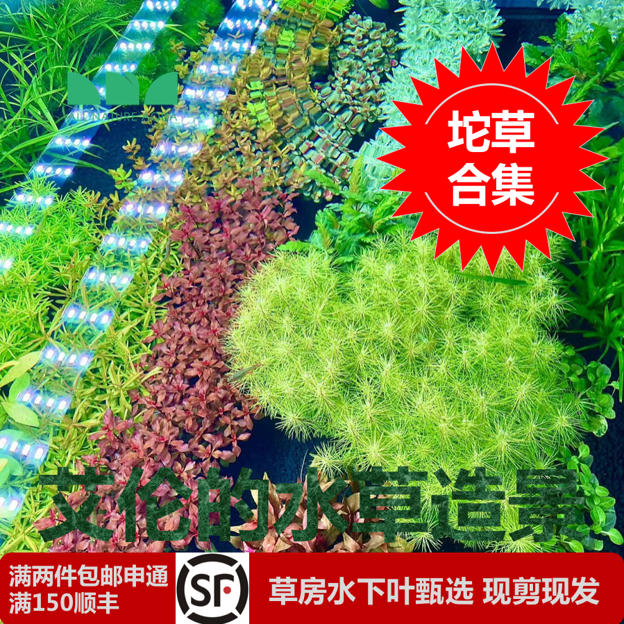 古法缸坨草沉水水草无二氧化碳