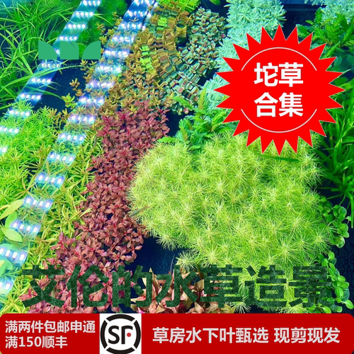 古法缸坨草沉水水草无二氧化碳