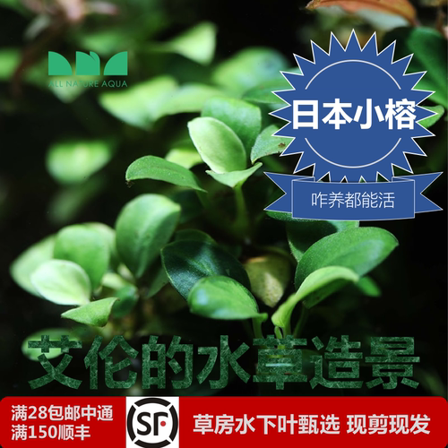 日本小榕水下叶可无CO2水草中景