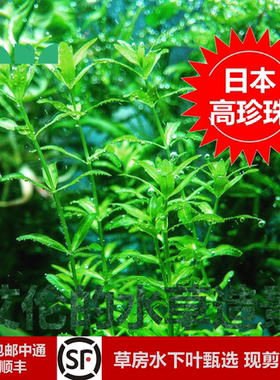 艾伦的水草造景日本高珍珠水下叶草缸中后景神奇的水草无二氧化碳