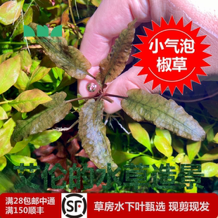 水草造景小气泡椒草水下叶草缸中景强光棕色叶片有气泡纹理 艾伦