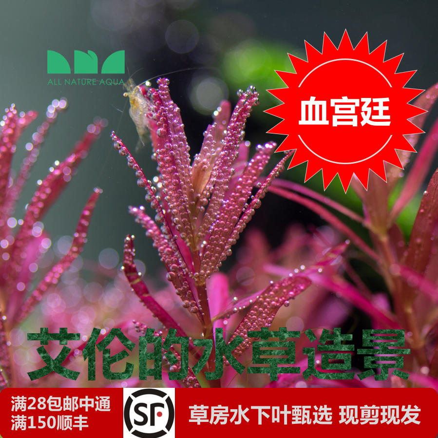 艾伦的水草造景丹麦血红宫廷水下叶中后景红粉云端宫廷荷兰景水草 宠物/宠物食品及用品 水草 原图主图