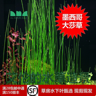 水草造景 艾伦 墨西哥大莎草水下叶水草后景很飘逸清新脱俗无CO2
