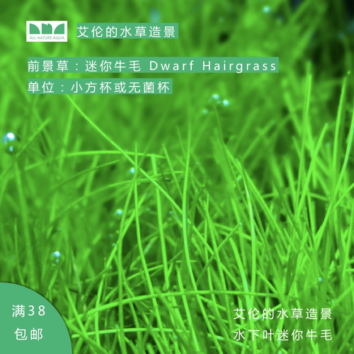 水草前景水下价格 水草前景水下图片 星期三