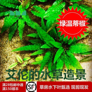 水草造景绿温蒂椒草水下叶无菌杯草缸中景水草遇强光会变色 艾伦