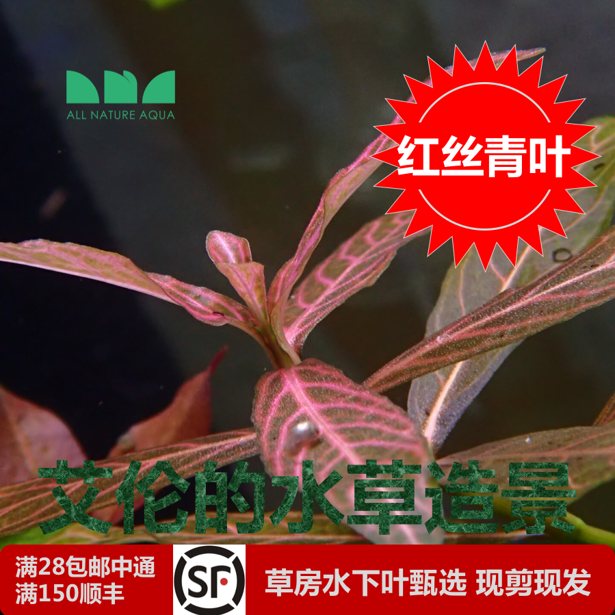 艾伦的水草造景红丝青叶红叶青丝水下叶后景草可无二氧化碳很好养