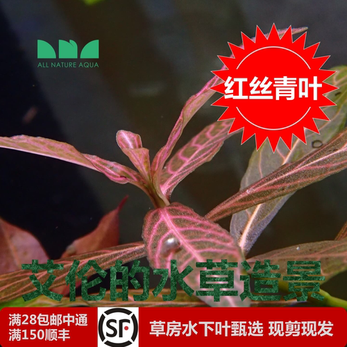 艾伦的水草造景红丝青叶水下叶