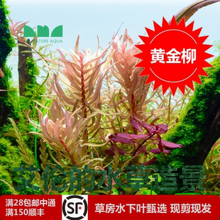 水草造景黄金柳水下叶草缸中后景黄金色水草不多见种就完了 艾伦
