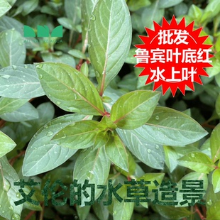艾伦水草造景鲁宾叶底红水上叶批发大棚种植水草一手货源自产自销