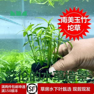 水草造景南美玉竹坨草古法缸水草自沉水懒人增氧无二氧化碳 艾伦