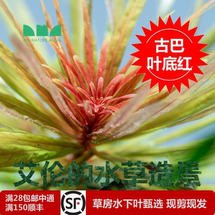 水草造景古巴叶底红又名古巴百叶草缸红色后景草酷似红菊花 艾伦
