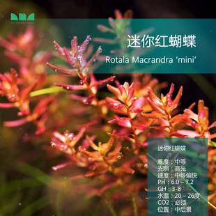 水草造景迷你红蝴蝶草缸淡水红色荷兰景水下叶水草玩家自养 艾伦