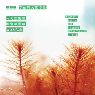 水草造景 艾伦 乌苏里聚藻自养红色系后景水下叶打头水草