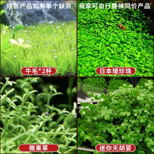 水草造景新手水草鱼缸造景前中后景组合生态造景套餐 艾伦