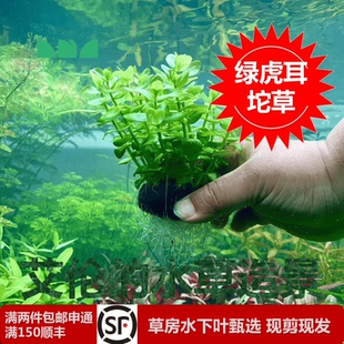 艾伦水草造景绿虎耳坨草古法缸水草净化水质懒人增氧无需碳自沉水