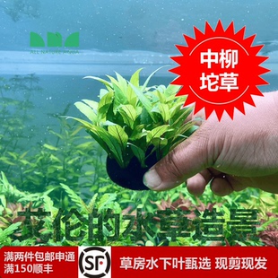 艾伦水草造景中柳坨草古法缸水草净化水质懒人增氧无需碳还自沉水