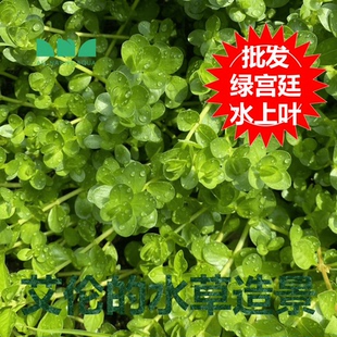 艾伦水草造景绿宫廷水上叶批发大棚种植水草一手货源自产自销