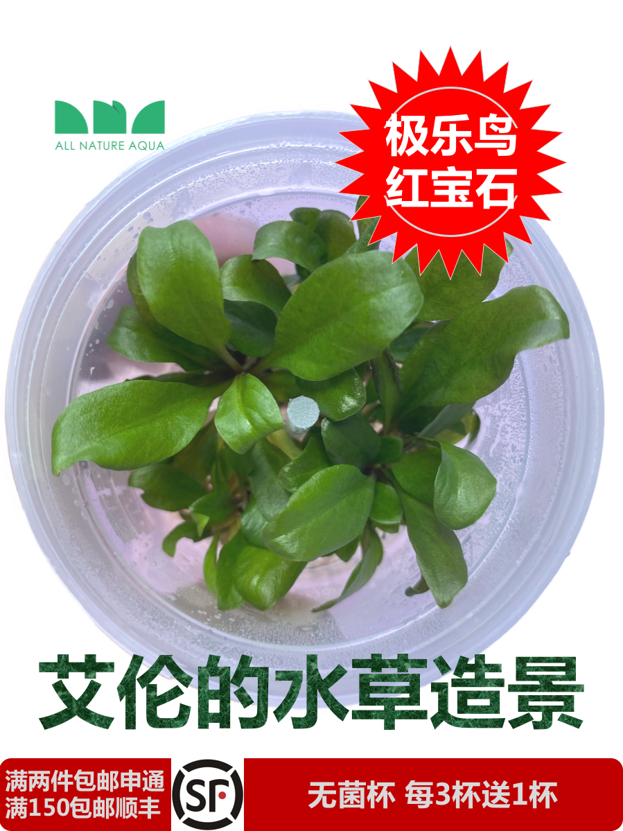艾伦水草造景极乐鸟又称红宝石标准无菌杯水草缸中景红色系国产草