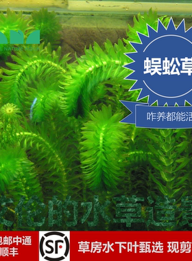 艾伦的水草造景蜈蚣草水下叶后景草咋养都能活超屌好养无二氧化碳