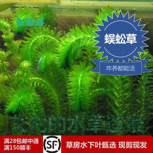 水草造景蜈蚣草水下叶后景草咋养都能活超屌好养无二氧化碳 艾伦