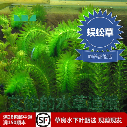 艾伦的水草造景蜈蚣草水下叶后景草咋养都能活超屌好养无二氧化碳