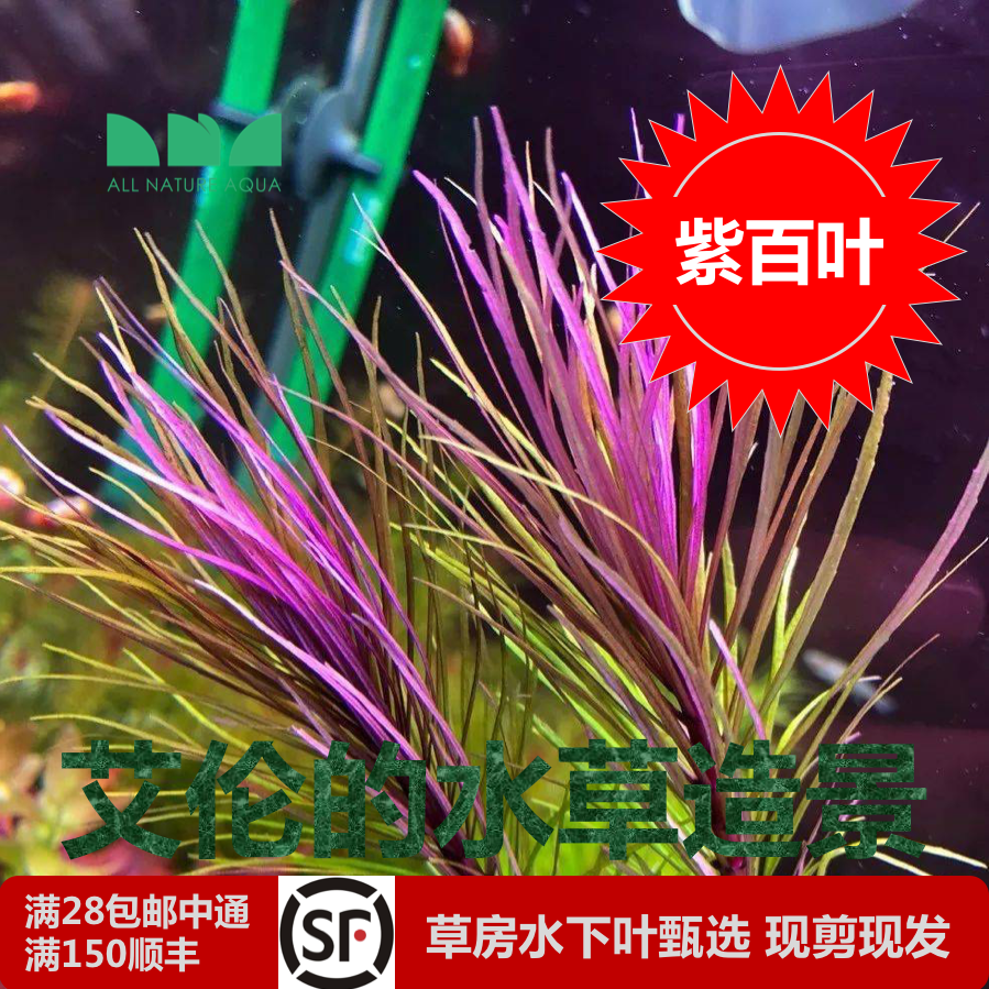 艾伦的水草造景紫百叶巴西紫百叶草缸后景紫色系百叶类水草神秘的