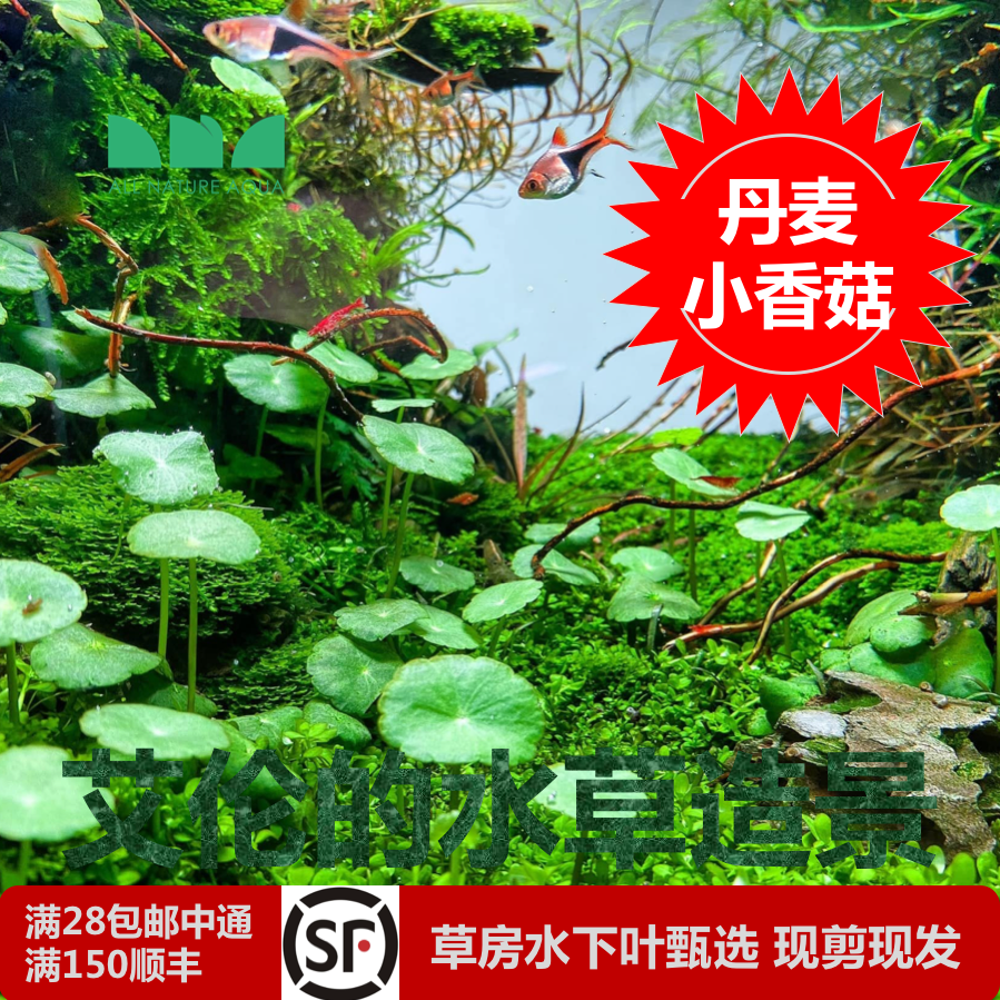 艾伦的水草造景丹麦小香菇水下叶铜钱草鱼缸草缸中前景种上就发财