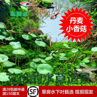 水草造景丹麦小香菇水下叶铜钱草鱼缸草缸中前景种上就发财 艾伦
