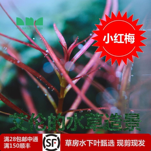 水草造景小红梅小红莓水下叶后景红色草好养好发色族群生长 艾伦