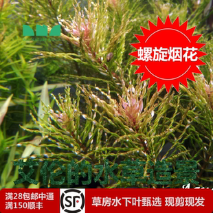水草造景螺旋烟花水下叶草缸中后景长相挺好玩儿酷似自攻钉 艾伦