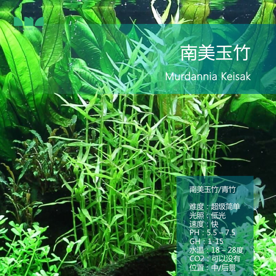 艾伦水草造景南美玉竹好养