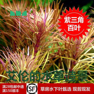 水草造景紫三角百叶水下叶草缸后景紫色水草神秘自然既视感 艾伦