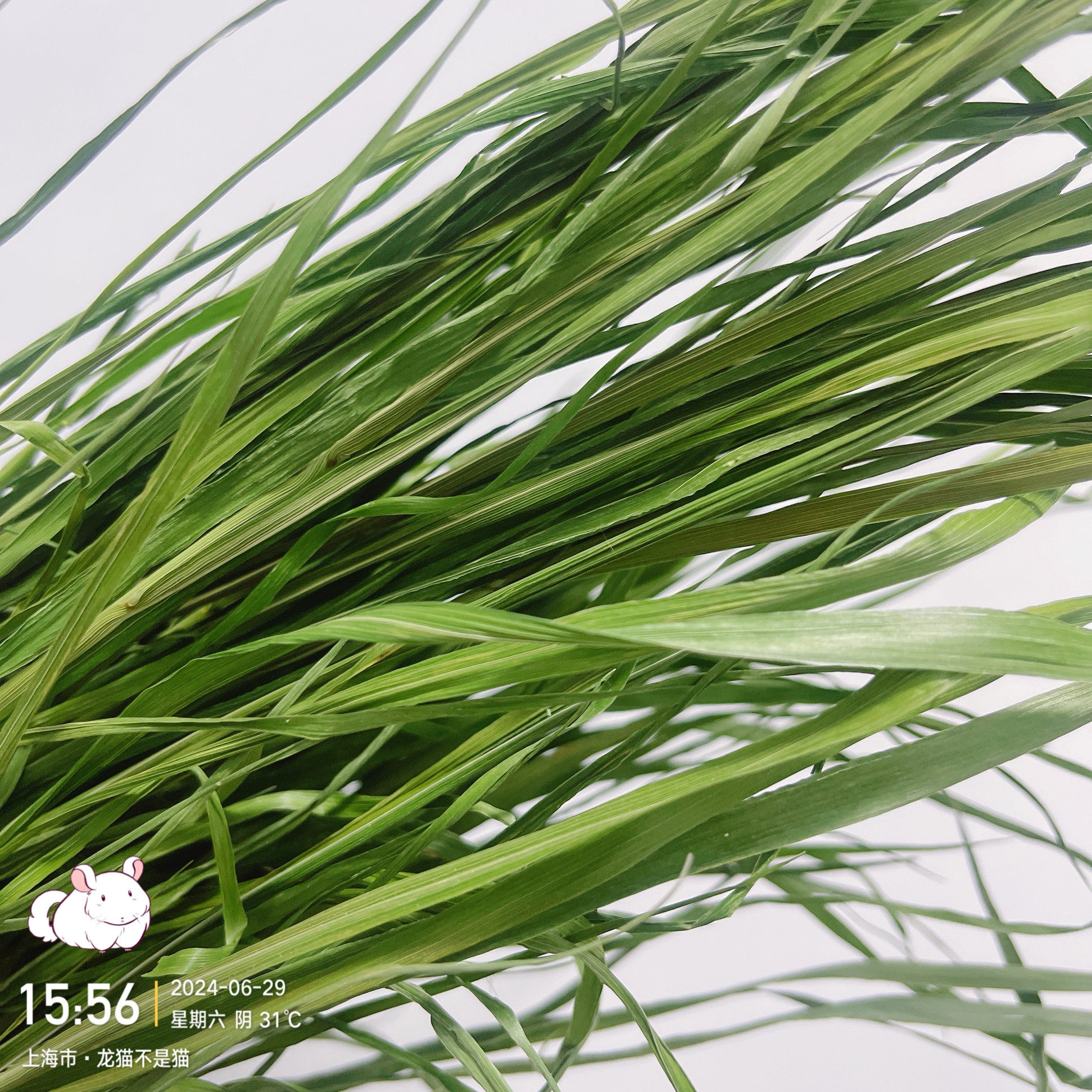 25年头茬烘干北提兔粮龙猫磨牙豚鼠饲料提摩西草香嫩绿调理肠胃,宠物/宠物食品及用品,兔兔干草,淘宝优惠券,粉丝福利购,淘宝优惠卷