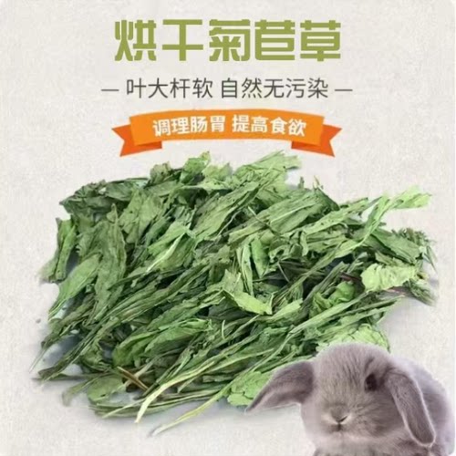25年烘干菊苣草兔龙猫牧草调肠胃