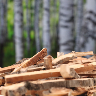 CCCLUB桦树皮中国龙猫俱乐部宠物活体龙猫兔子磨牙木健齿门牙臼齿