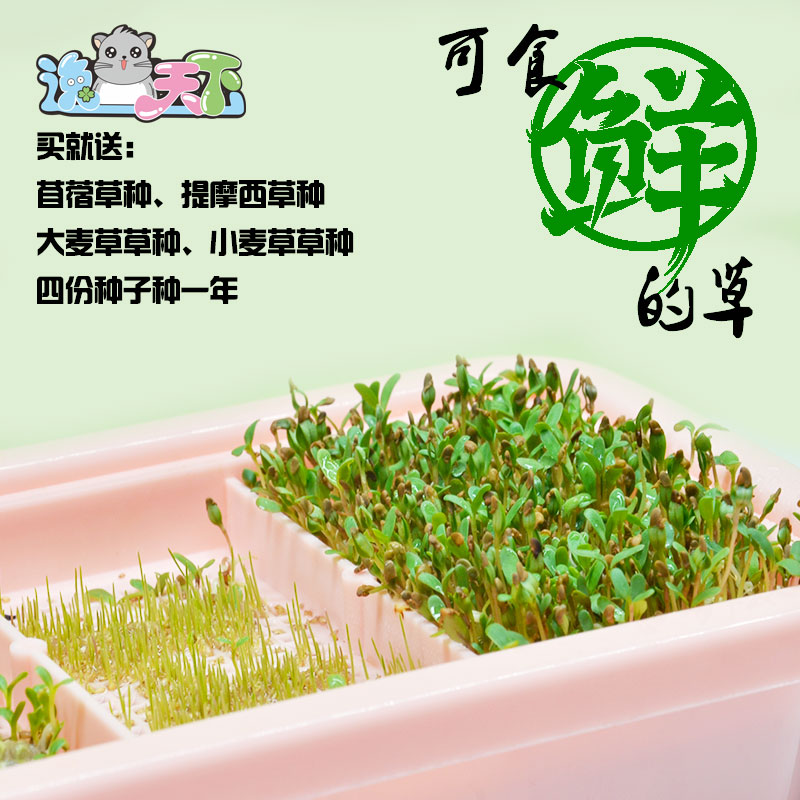 兔草种植套装四季无土水培小麦大麦苜蓿提摩西豚鼠兔子龙猫草猫草