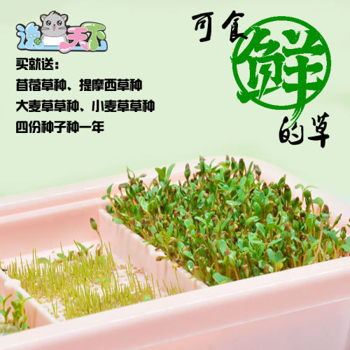 兔草种植套装四季无土水培小麦大麦苜蓿提摩西豚鼠兔子龙猫草猫草