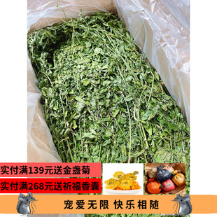 最后一批牧草23年苜蓿草杆细叶嫩炒鸡香嫩喷喷抢鲜品尝 苜蓿