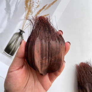 【水椰子】马尾果干花植物棕榈科干花标本家居客厅样板房装饰插花