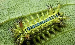 促销刺蛾活体幼虫洋辣子,活麻叫子有毒昆虫毛毛虫痒辣子科研教学