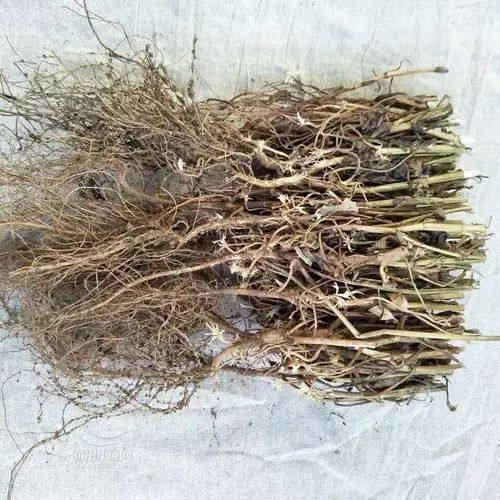 花生藤头根山东 花生根 花生头干花生根头2024年新的包邮