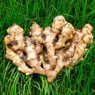 山东新鲜整片整板大块大黄姜高品质干姜生姜批发价老姜种批发