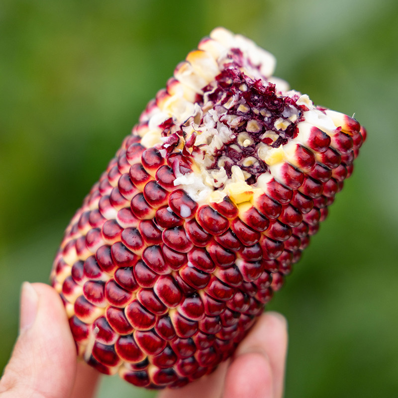 【7月约】生熟两吃！创果洛芊水果玉米苞米香甜多汁粗粮新鲜采摘