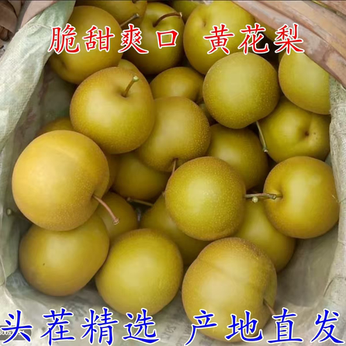 湖北正宗薄皮黄花梨新鲜当季孕妇水果梨子多汁脆甜翠冠沙梨