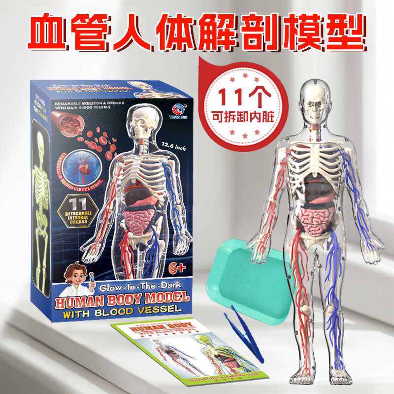 儿童早教人体骨骼器官模型