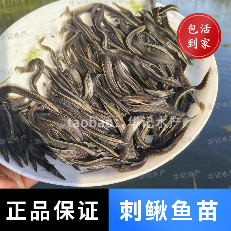 中华大刺鳅鱼苗水产批发刺鳅鱼苗钢鳅刀鳅鱼苗淡水鱼鱼塘图片